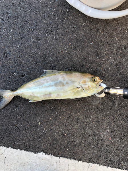 質問に添付された魚の写真