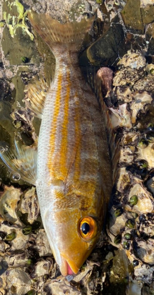 質問に添付された魚の写真