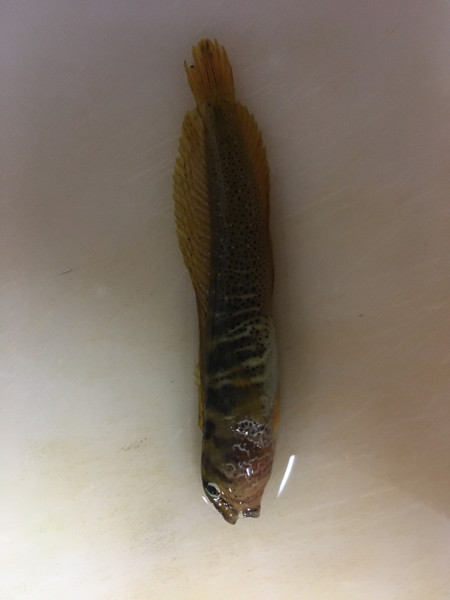 質問に添付された魚の写真