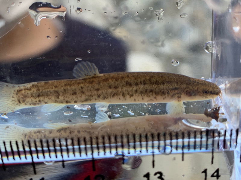 質問に添付された魚の写真
