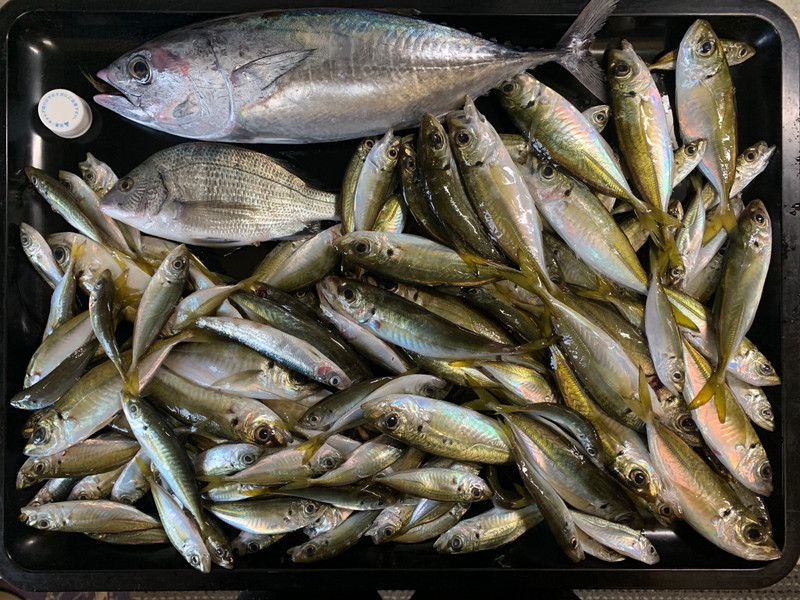 質問に添付された魚の写真
