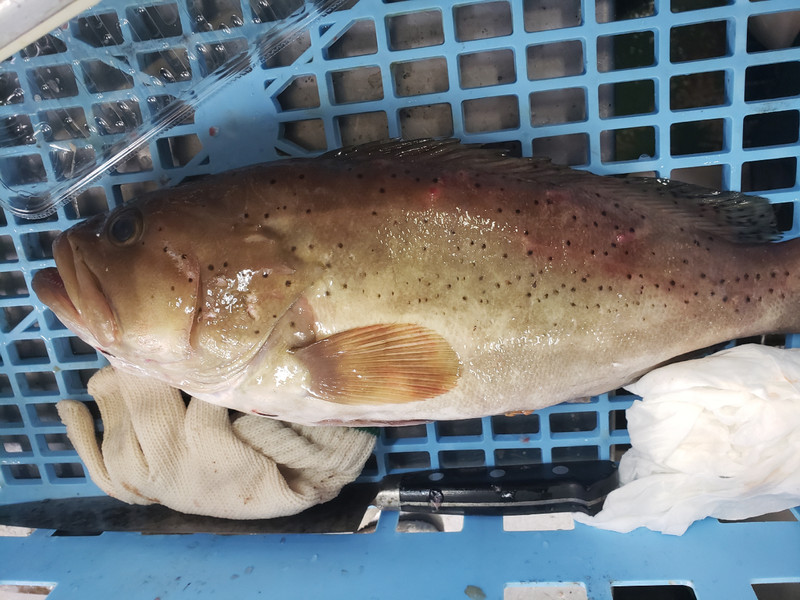 質問に添付された魚の写真