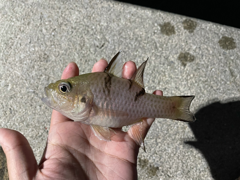 質問に添付された魚の写真