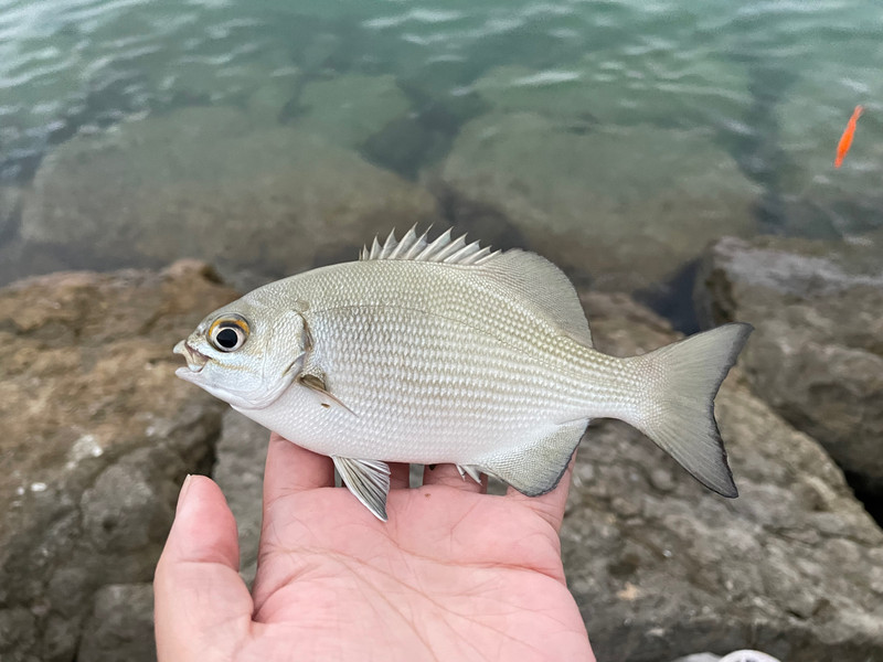 質問に添付された魚の写真