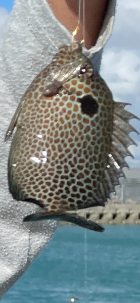 質問に添付された魚の写真