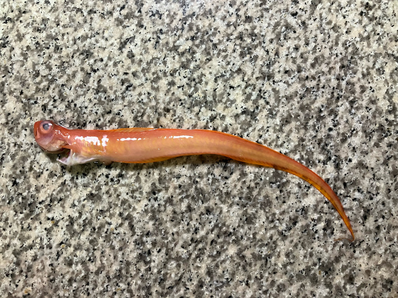 質問に添付された魚の写真