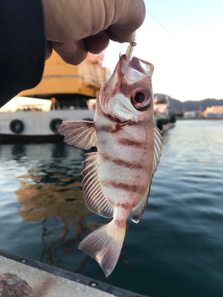 質問に添付された魚の写真