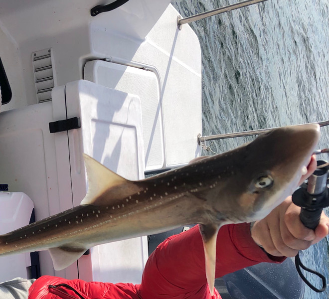 質問に添付された魚の写真