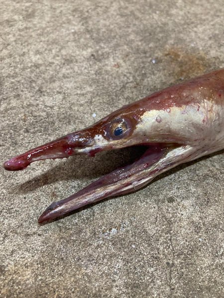 質問に添付された魚の写真