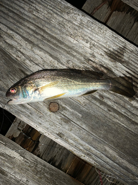 質問に添付された魚の写真