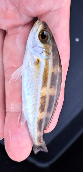 質問に添付された魚の写真