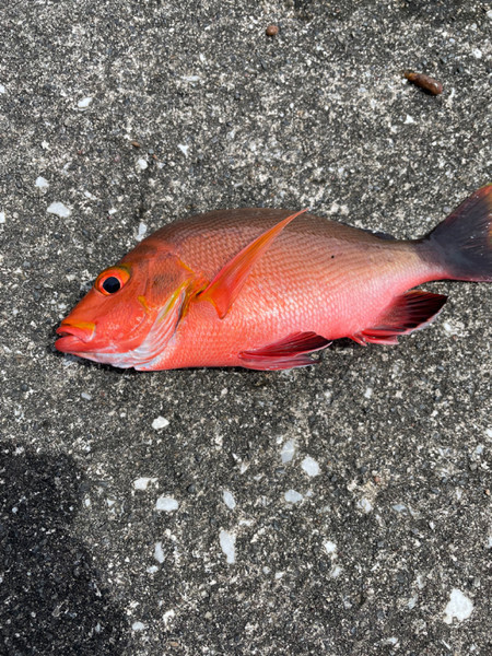 質問に添付された魚の写真