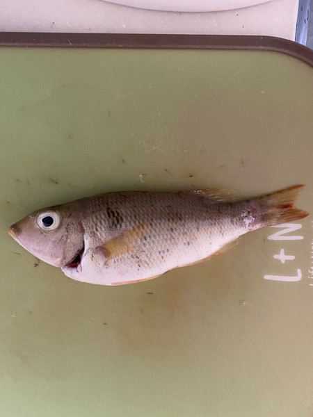 質問に添付された魚の写真