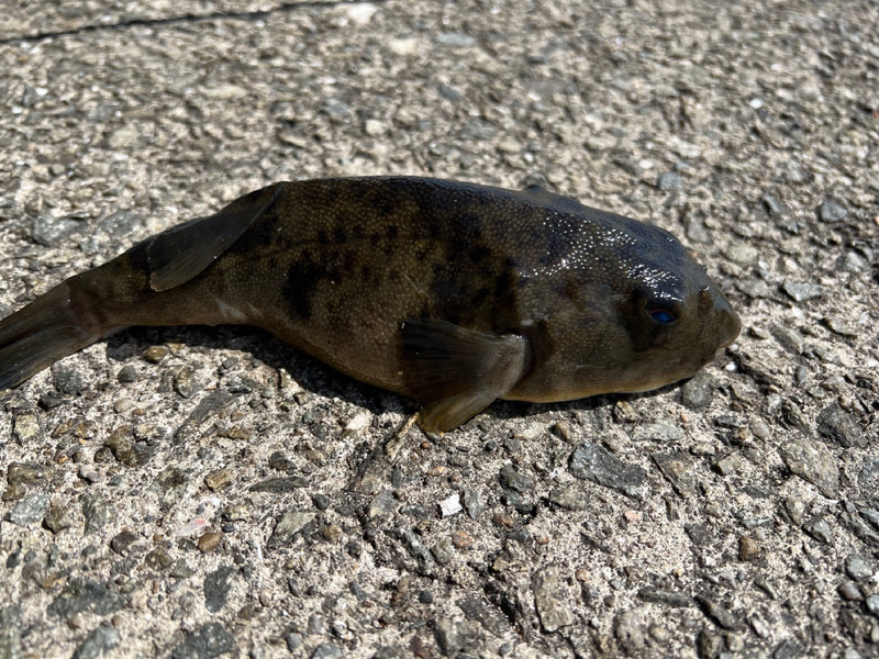 質問に添付された魚の写真