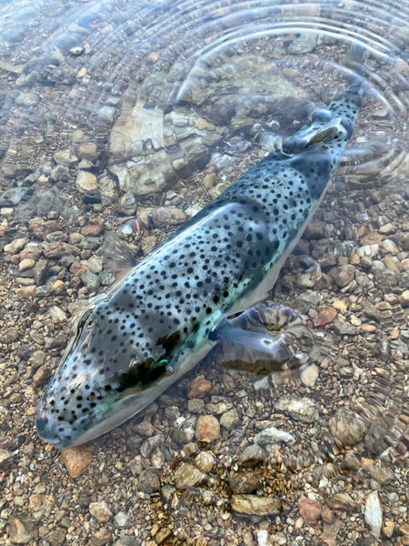 質問に添付された魚の写真