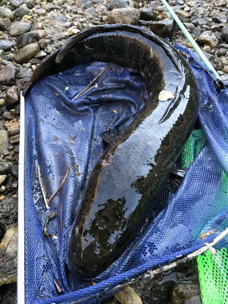 質問に添付された魚の写真