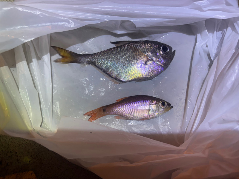 質問に添付された魚の写真