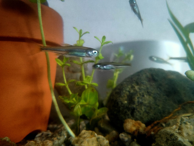質問に添付された魚の写真