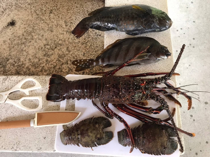 質問に添付された魚の写真
