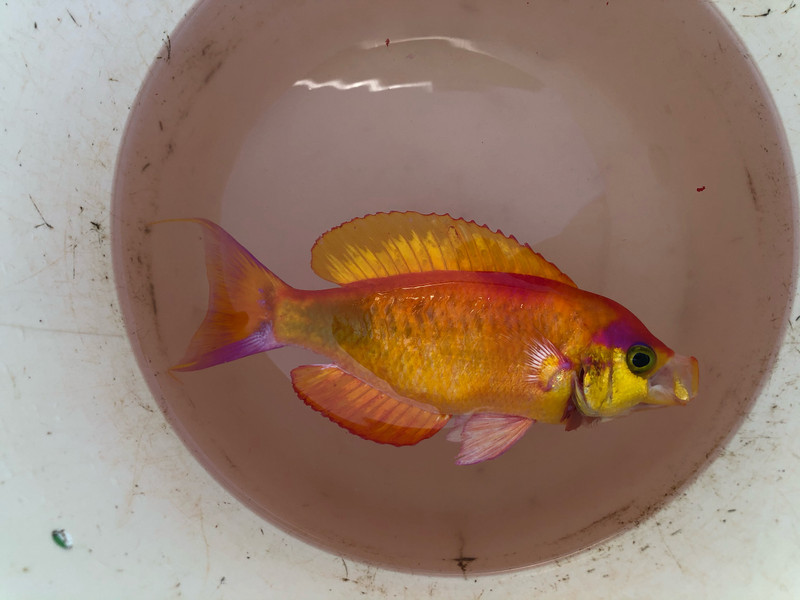 質問に添付された魚の写真