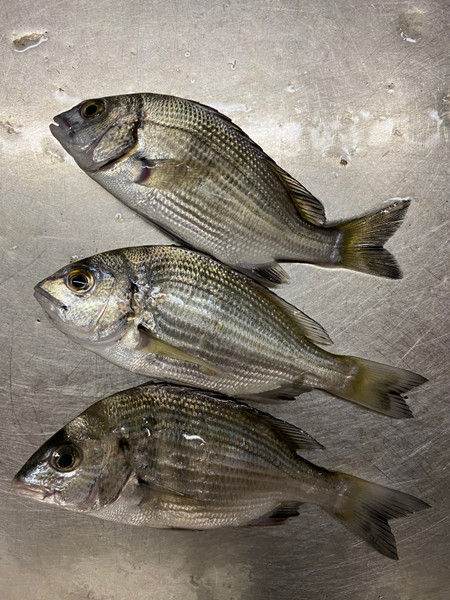 質問に添付された魚の写真