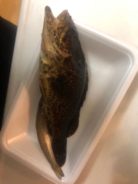 質問に添付された魚の写真
