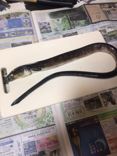 質問に添付された魚の写真