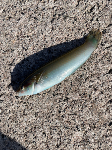 質問に添付された魚の写真