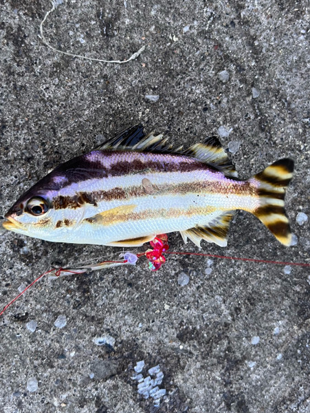 質問に添付された魚の写真