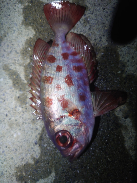 質問に添付された魚の写真