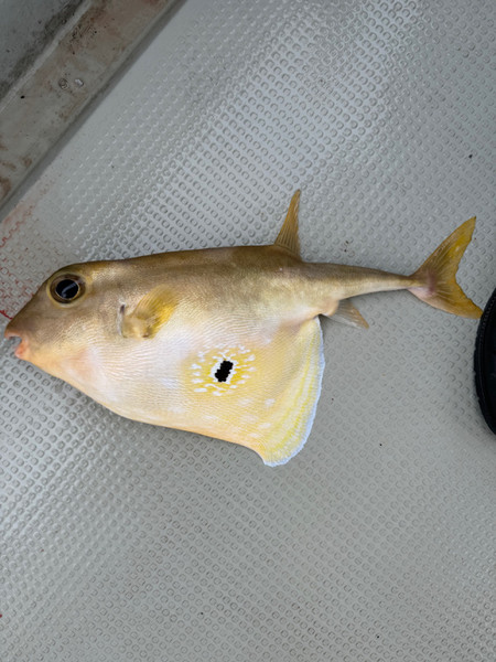 質問に添付された魚の写真