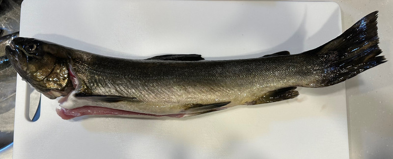 質問に添付された魚の写真