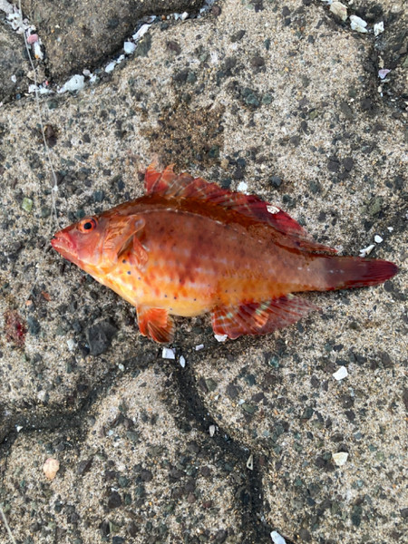 質問に添付された魚の写真