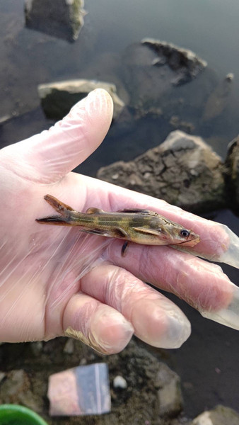 質問に添付された魚の写真