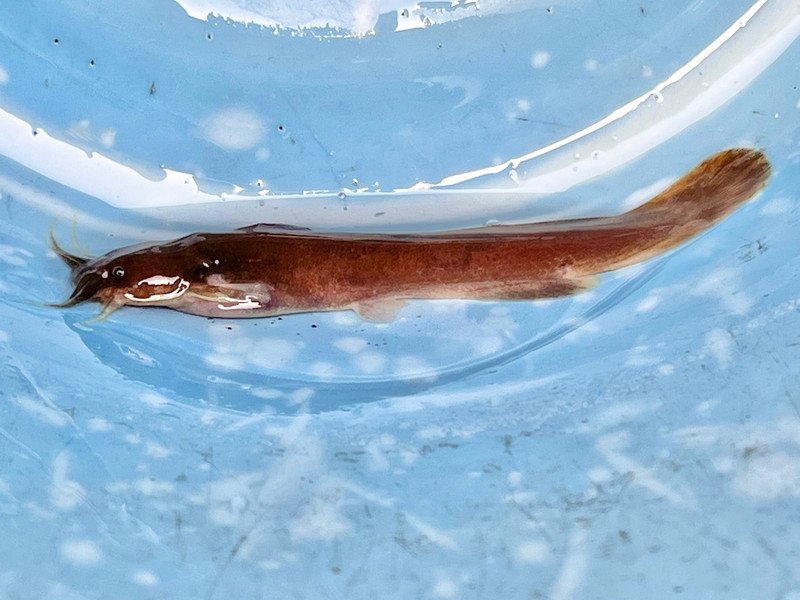 質問に添付された魚の写真