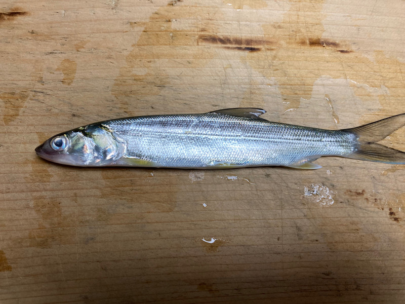 質問に添付された魚の写真
