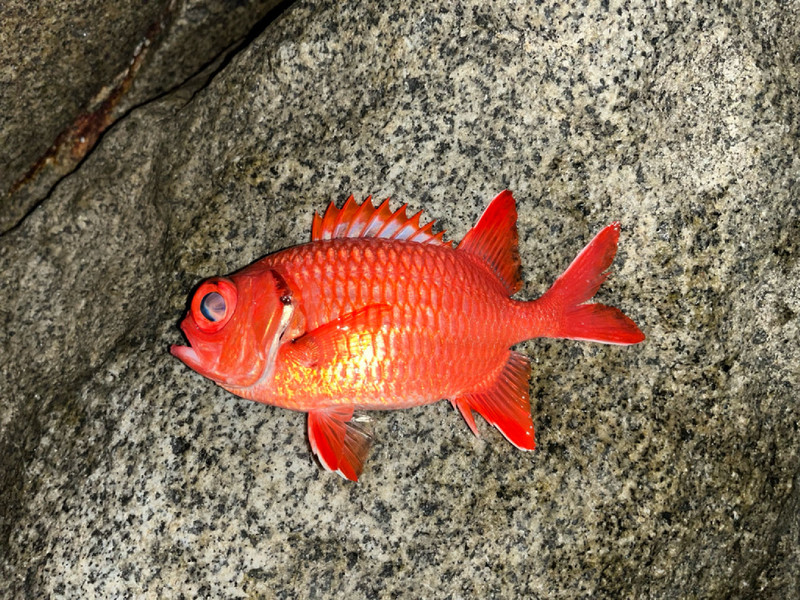 質問に添付された魚の写真