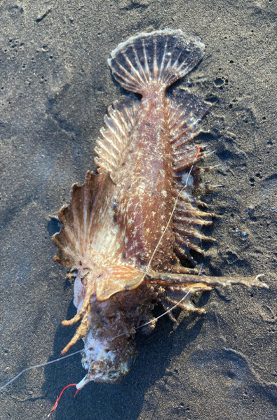 質問に添付された魚の写真