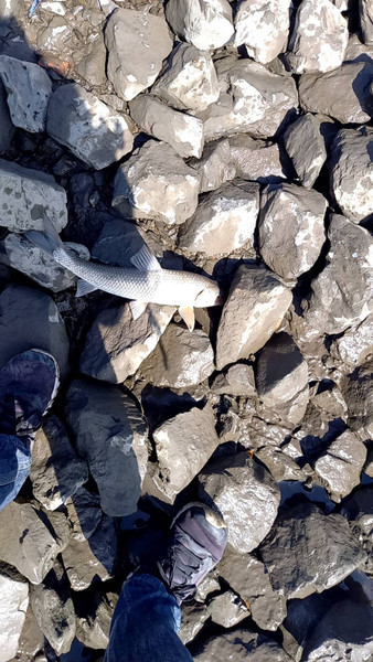 質問に添付された魚の写真