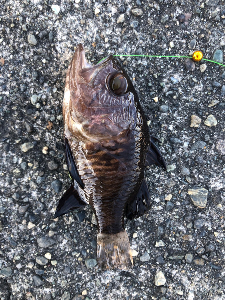 質問に添付された魚の写真