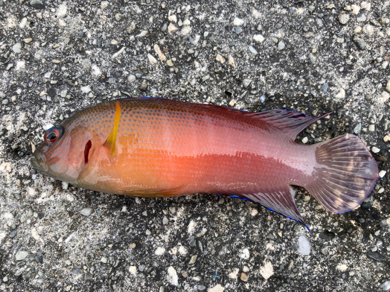 質問に添付された魚の写真