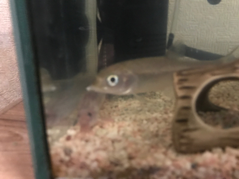 質問に添付された魚の写真