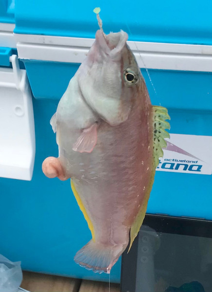 質問に添付された魚の写真