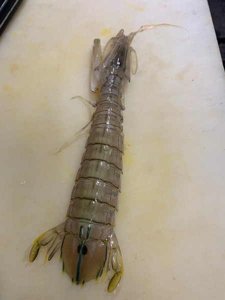 質問に添付された魚の写真