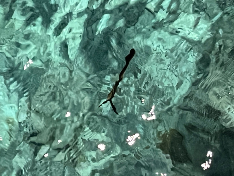 質問に添付された魚の写真