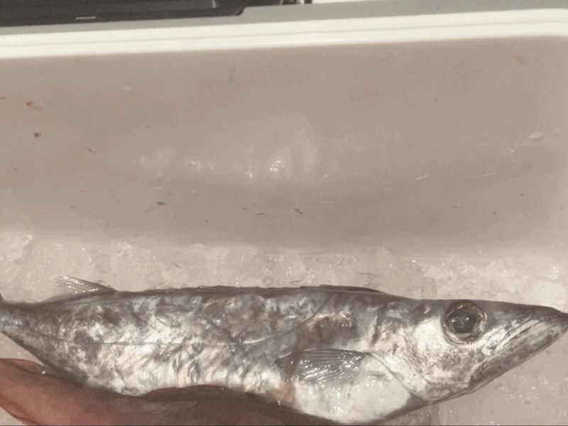 質問に添付された魚の写真