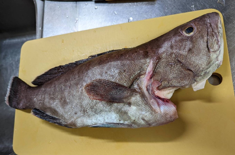 質問に添付された魚の写真