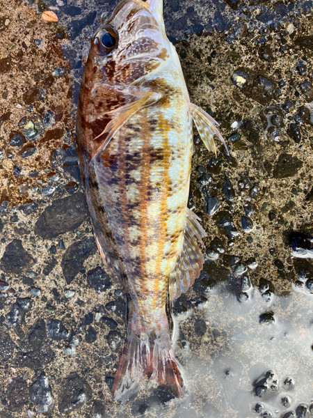 質問に添付された魚の写真