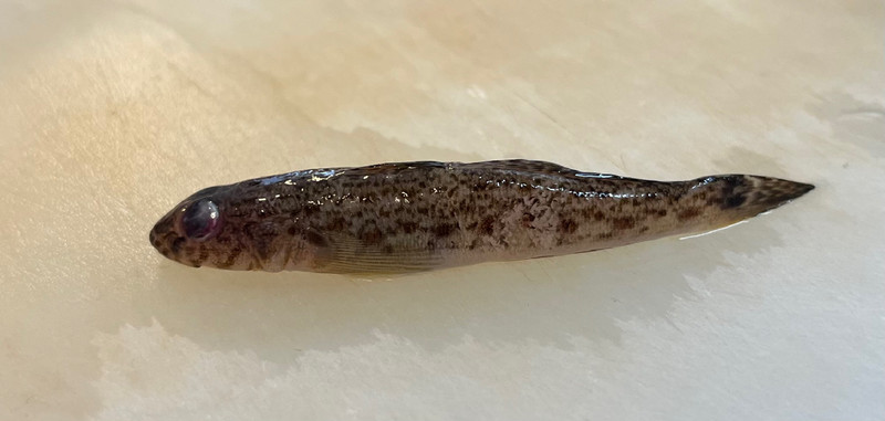 質問に添付された魚の写真