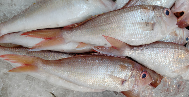 質問に添付された魚の写真